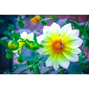 Dahlia Plant